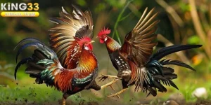 Vì Sao Nên Chơi Đá Gà Tại King33
