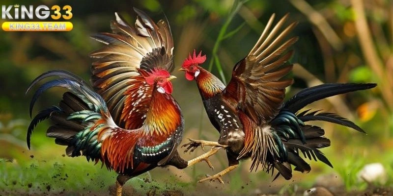 Vì Sao Nên Chơi Đá Gà Tại King33