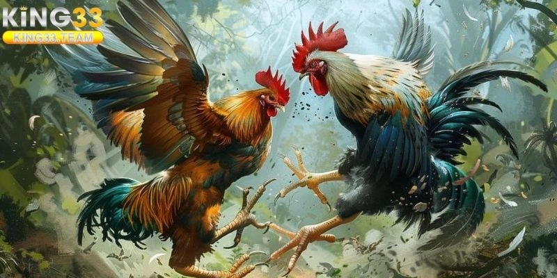 Vì Sao Nên Chơi Đá Gà Tại King33